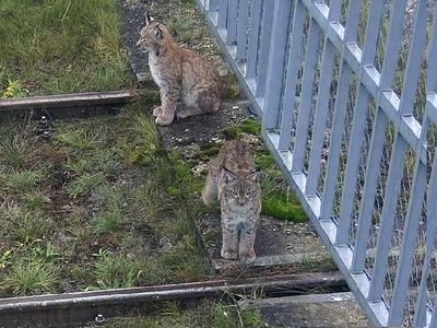 В поле зрения камер видеонаблюдения ИАЭС попали необычные нарушители - Новости регионов
