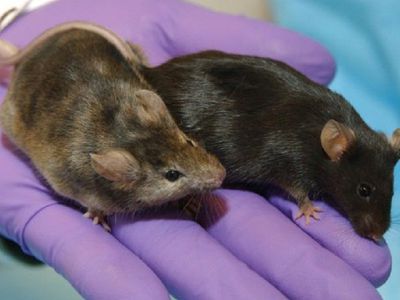 Спорный метод омоложения организма привлек миллионы долларов, несмотря на отсутствие доказательств - Наука и здоровье