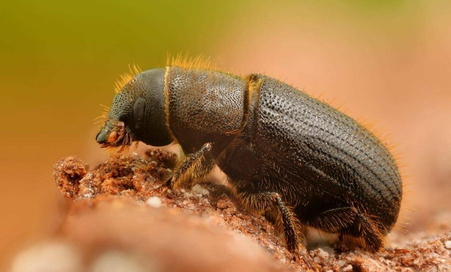 В Казлу-Руде стихийное бедствие из-за повреждения леса короедом-типографом - Новости регионов