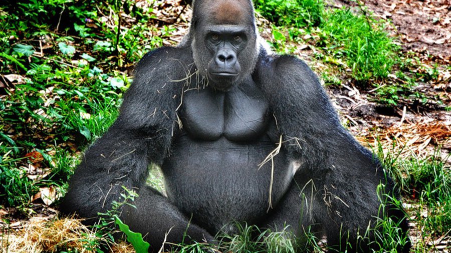 Биологи исследовали самоконтроль у животных - Хобби, отдых и развлечения