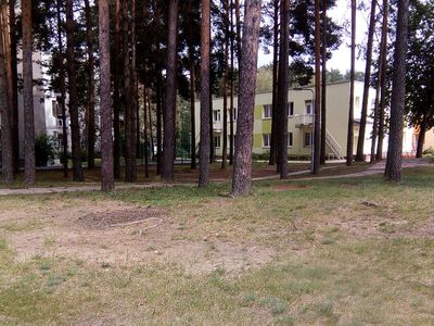 Глас народа: «Лес - это висагинаские достояние и гордость» - В Висагинасе