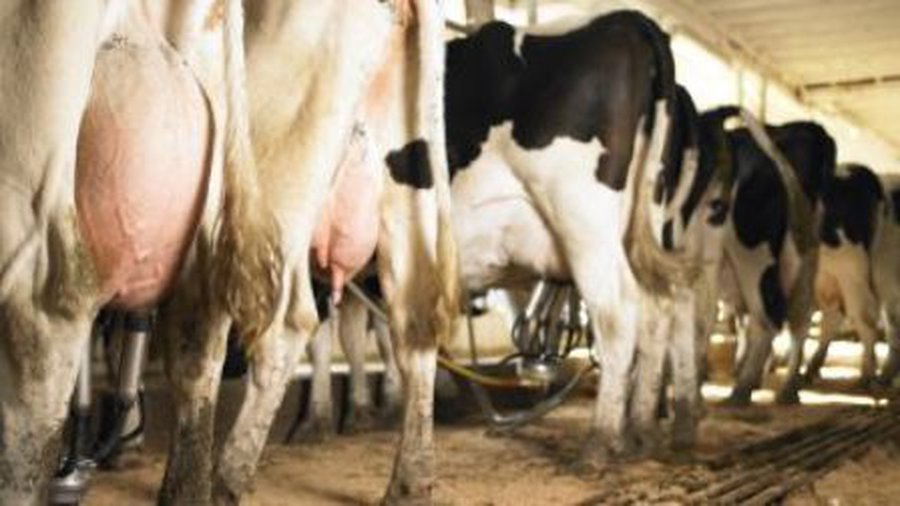 «Дойка» бюджета, или ЕС любит только богатых фермеров - В Мире