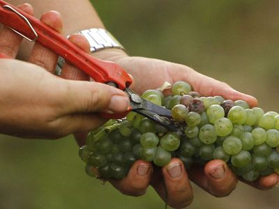 Французскому виноделу грозит тюремный срок за отказ от применения пестицидов - Наука и здоровье