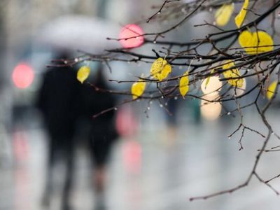 Зима в Литву не спешит: в выходные ожидается дождь - Литва и страны Балтии