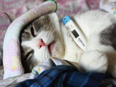 В Висагинасе порог заболеваемости не превышен - В Висагинасе