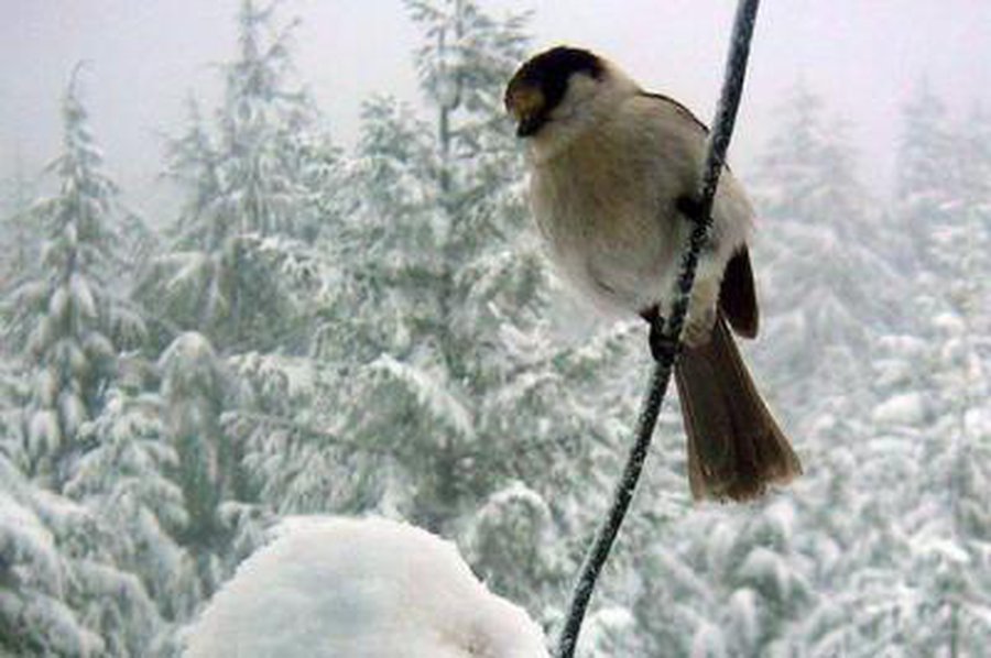 Šią savaitę Lietuvoje bus šalta ir žvarbu - Lietuva ir Baltijos šalys