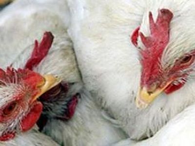 Американские супруги держали в квартире более 100 животных - Хобби, отдых и развлечения