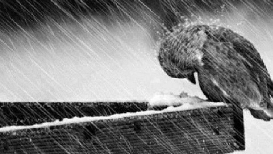 Погода: нас ожидают дожди, мокрый снег и слякоть - Это интересно