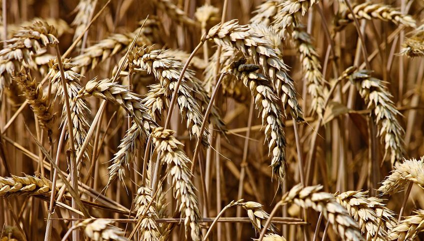 Экспорт литовского зерна сократился за год на 82 проц.