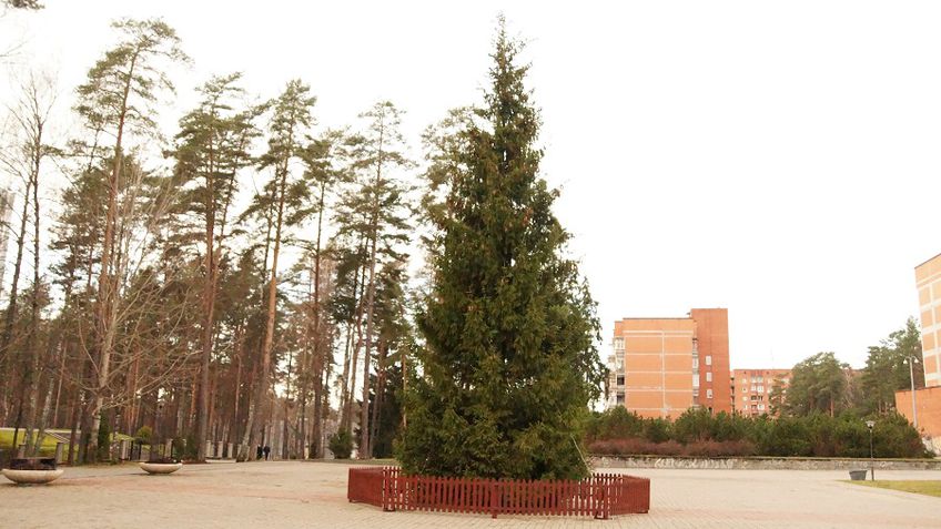 Дан старт новогодним праздникам – установлена елка