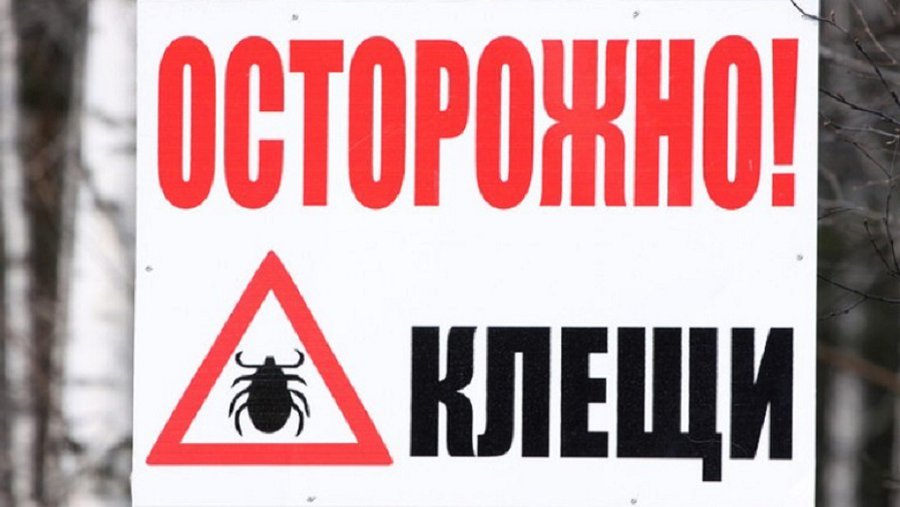 Клещи зверствуют, или это нам кажется? Что об этом рассказала Л. Ковязина - В Висагинасе