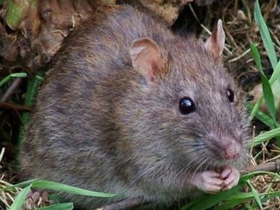 В Китае под видом говядины и баранины продавали мясо крыс и лис
 
 - В Мире