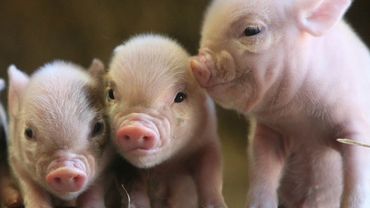 Первые лица Литвы решают проблемы свинокомплексов