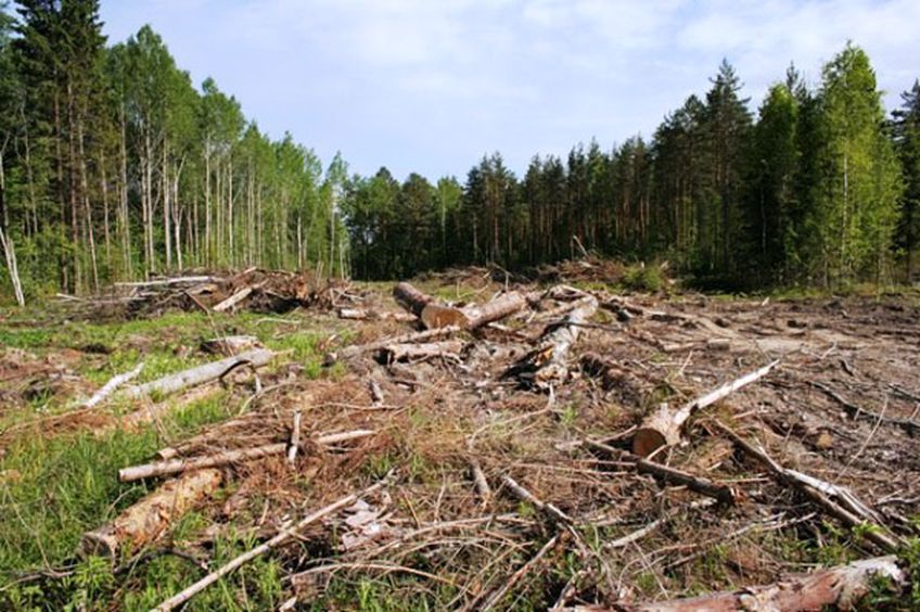 Сейм Литвы принял вето президента на закон о застройках в лесу

                