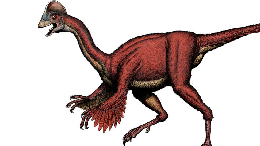 «Цыпленок из ада»: найден новый вид динозавров