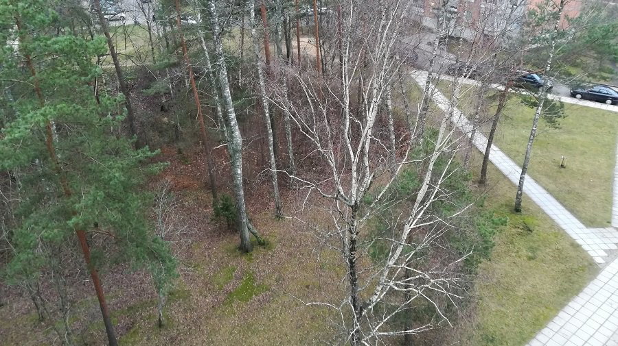 Почему в городе на одних участках листья убирали, а на других нет? - В Висагинасе