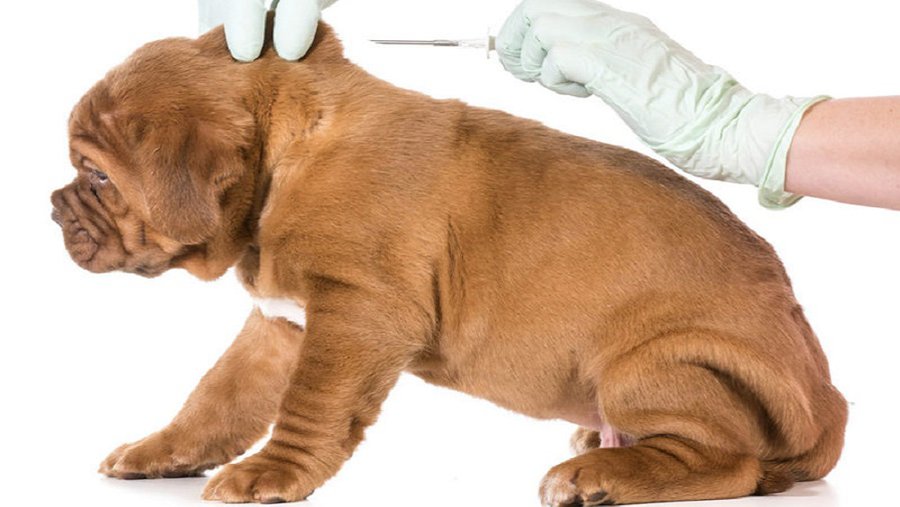 Вице-министр: будем стремиться, чтобы круг поставщиков услуг чипирования животных был расширен - Литва и страны Балтии