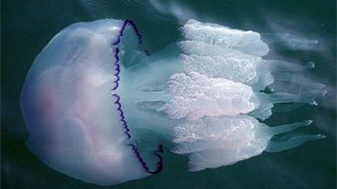 Медузы помогут диагностировать рак                 