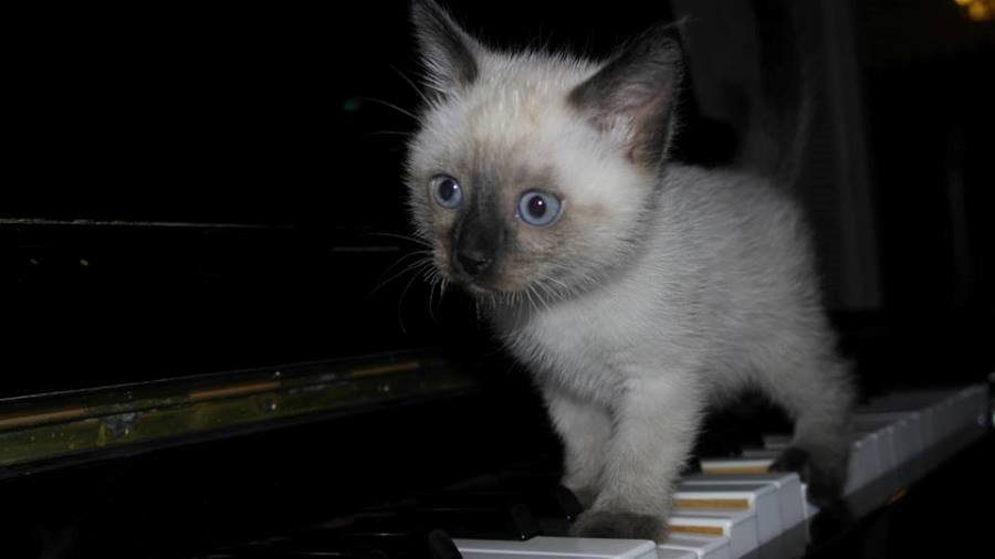 Участник № 55 конкурса «Мой домашний любимец» - Конкурсы для читателей