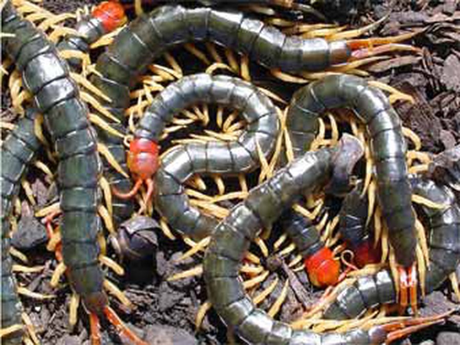 Малазийский суд признал многоножек опасным оружием - Хобби, отдых и развлечения