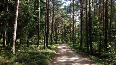 Останется ли Литва лесным государством?