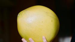 Помело - крупный цитрус с мягким вкусом и пользой для здоровья