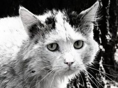 «Кому он нужен, этот Васька?»
                 - В Висагинасе