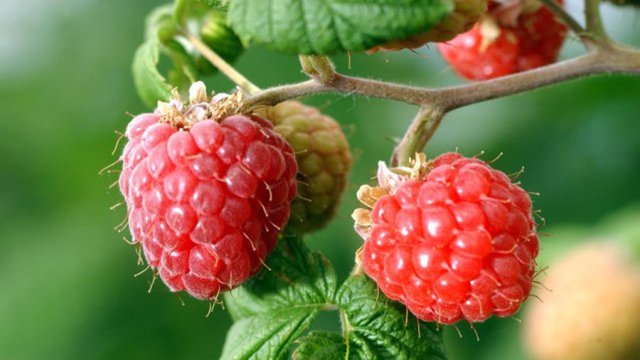 ТОП-7 полезных продуктов июля - Наука и здоровье