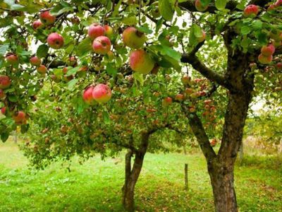 Яблок в этом году будет меньше - Хобби, отдых и развлечения