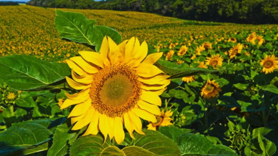 Что вреднее: жиры растительные или животные? - Наука и здоровье