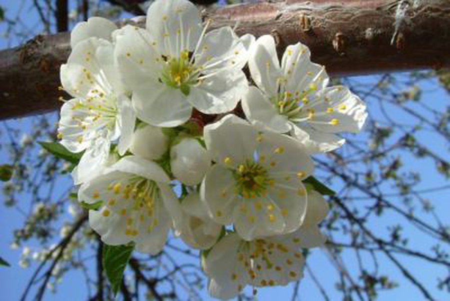 Sinoptikai žada šiltą ir malonią savaitę                 - Lietuva ir Baltijos šalys