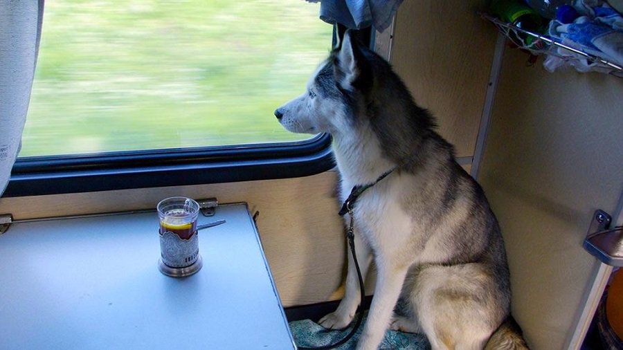 На железнодорожных вокзалах Литвы удобства для домашних питомцев - Литва и страны Балтии