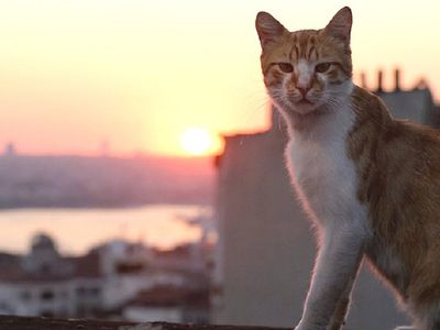 "Город кошек": фильм, который бросил вызов "Легенде о Коловрате" - Кино и искусство