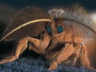 Ночные бабочки помогли в создании солнечных батарей - Наука и здоровье