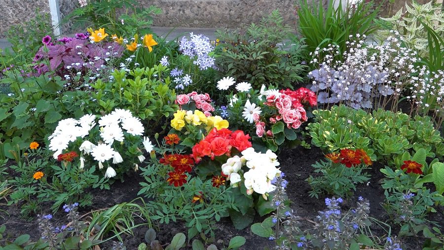 О цветниках, посадке деревьев и кустарников - В Висагинасе