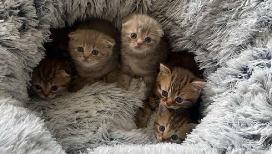 Очаровательные котята ждут своих хозяев - Реклама