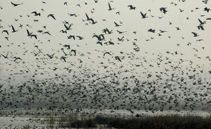 Возрастает угроза проникновения птичьего гриппа в Литву: началась весенняя миграция птиц
