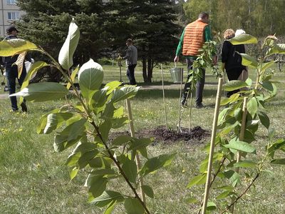 Еще один уголок Висагинаса украсят сакуры (видео) - В Висагинасе