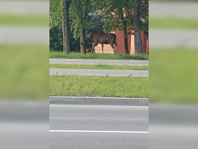 Сегодня по городу гулял сохатый (видео) - В Висагинасе