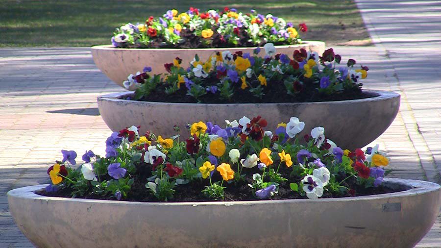 Раиса Вирко: «Хочется, чтобы висагинцы почувствовали, что пришла весна!» (видео) - В Висагинасе