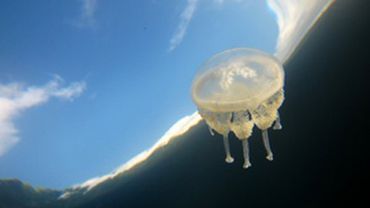 В Израиле медузы остановили работу электростанции                