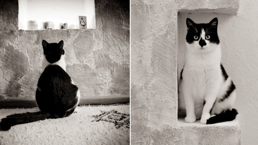 Участник №22 конкурса «Мой домашний любимец» - Конкурсы для читателей