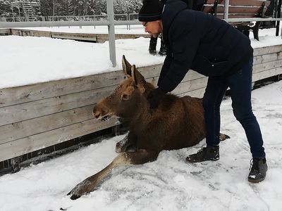 Лосенку на льду озера потребовалась помощь  спасателей (видео) - В Висагинасе