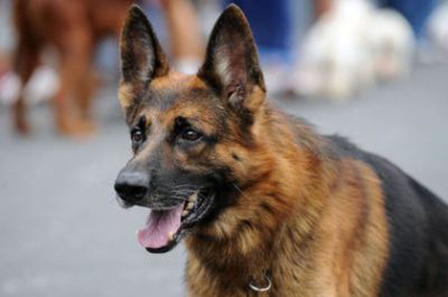 Kursai laikantiems šunis - Visagine