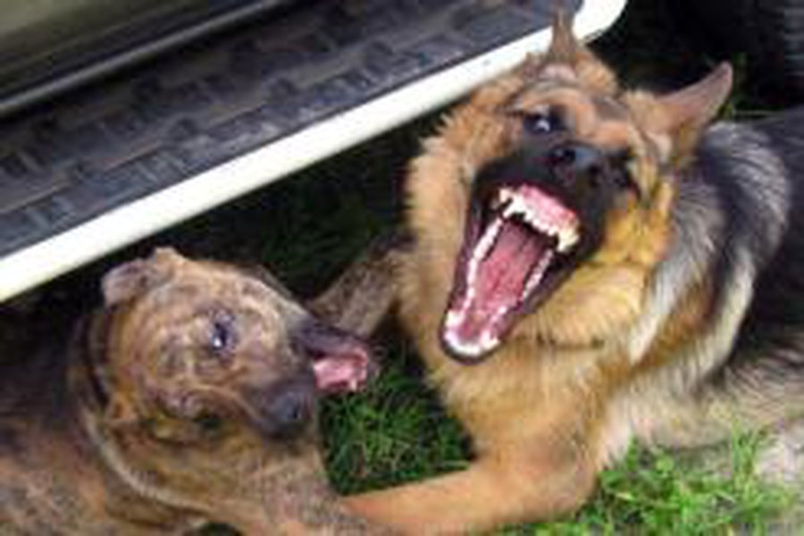 Собака бывает кусачей - Происшествия и криминал