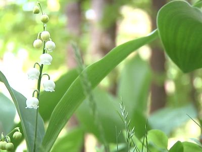 Осторожно – клещи! - В Висагинасе