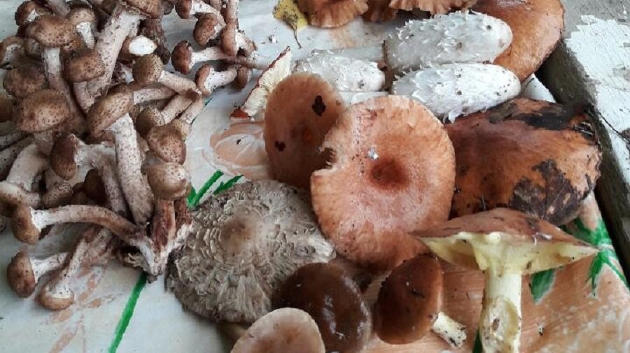 Фото № 21 конкурса «Осенние дары леса» - Конкурсы для читателей