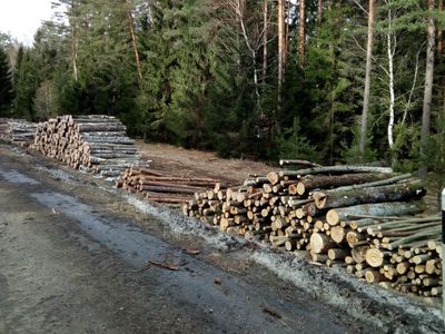 Горячая линия ТТС. Зачем вырубают лес вблизи Висагинаса? - В Висагинасе