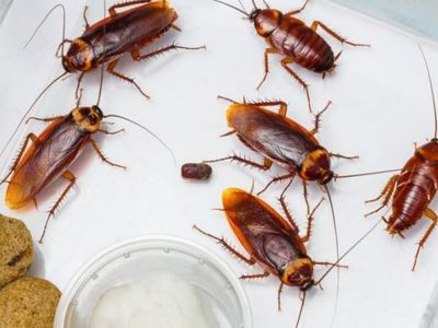 Более миллиона американских тараканов сбежали со специальной фермы в Китае - В Мире