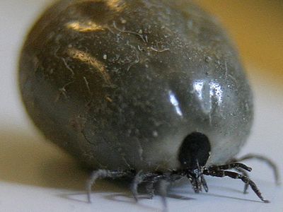 НЦОЗ: в июне зафиксировано 59 случаев клещевого энцефалита и 288 случаев болезни Лайма - Наука и здоровье